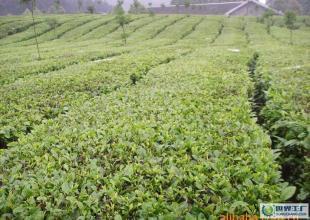 萌芽牌茉莉花茶 品味醇和之韵，感受香气纯正之美