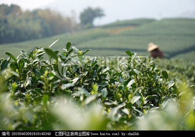 茶韵光影 茶园与茶叶的视觉诗篇