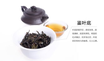 武夷岩茶魅力 足火浓香果香大红袍的多重探索